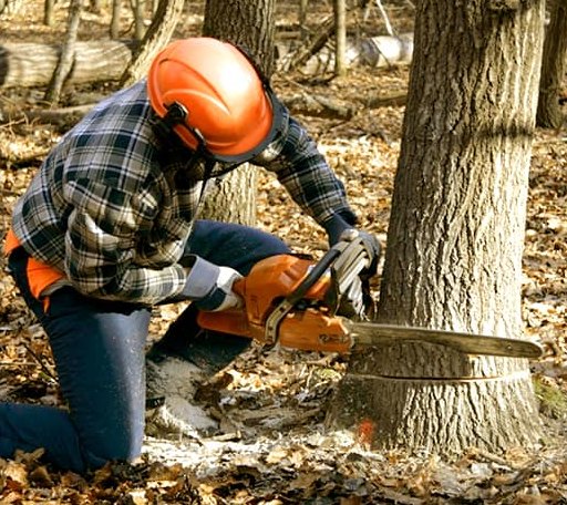Tree Removal in Scottsville, VA
